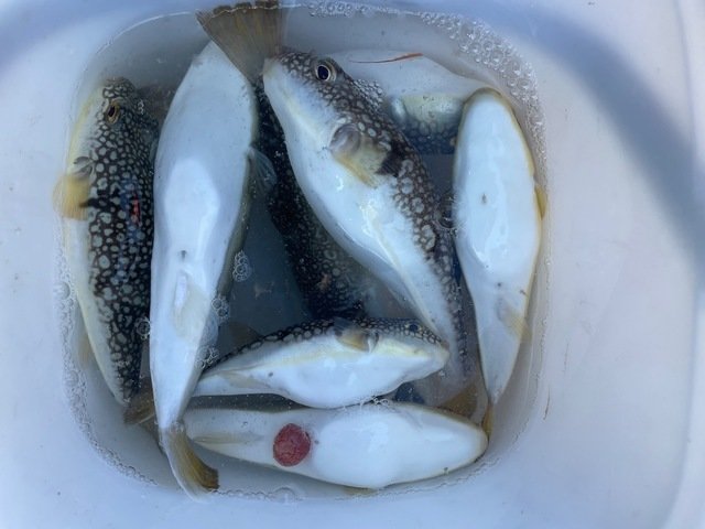 ショウサイフグ