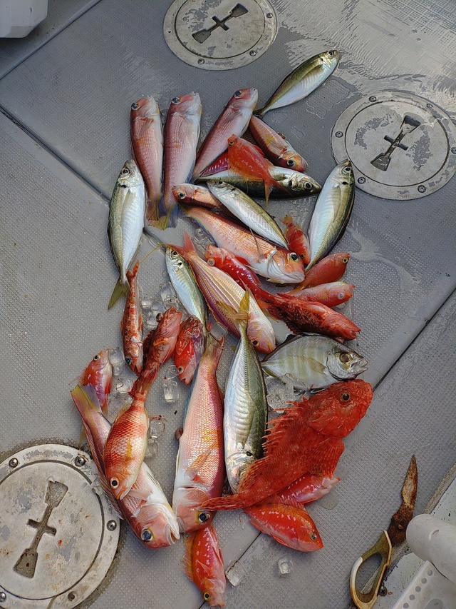 アジ(マアジ)・カイワリ・アマダイ(アカアマダイ)・イトヨリ(イトヨリダイ)・オニカサゴ