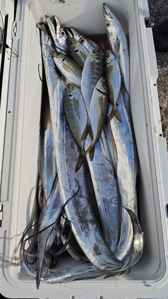 アジ(マアジ)・タチウオ