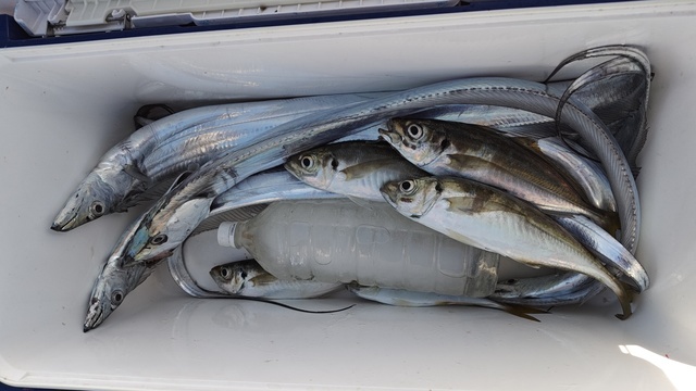 アジ(マアジ)・タチウオ