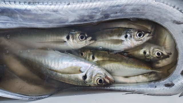 アジ(マアジ)・タチウオ