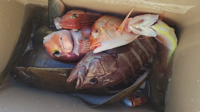 アジ(マアジ)・アマダイ(アカアマダイ)・ムシガレイ