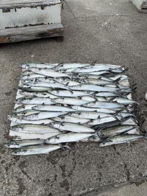 サワラ・サゴシ(サワラ)