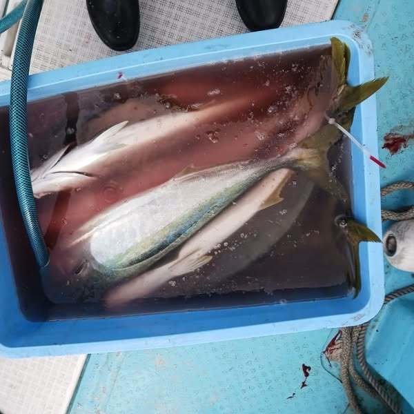 ヤズ(ブリ)・ヒラス(ヒラマサ)