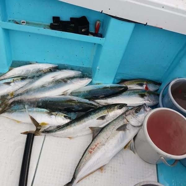 ヤズ(ブリ)・ヒラス(ヒラマサ)