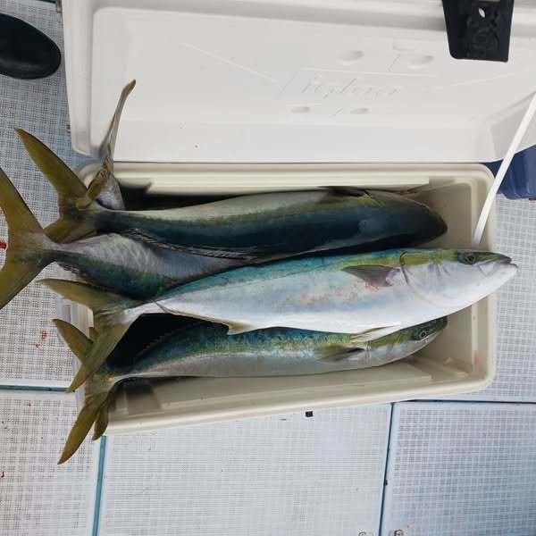 ヤズ(ブリ)・ヒラス(ヒラマサ)