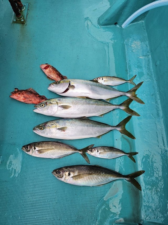 アジ(マアジ)・ハマチ(ブリ)・ガシラ(カサゴ)