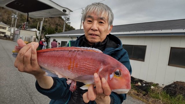 アマダイ(アカアマダイ)