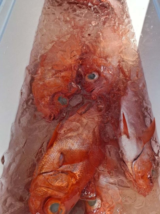 キンメ(キンメダイ)