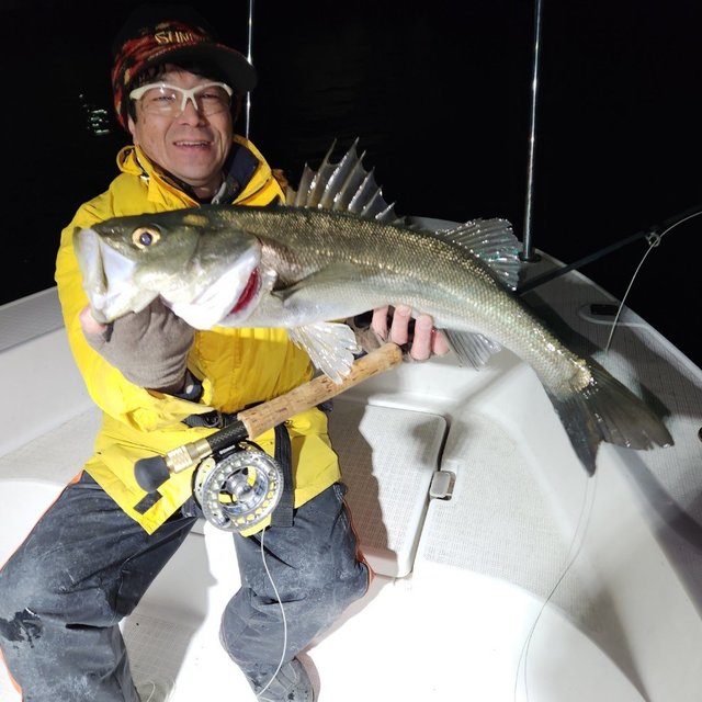 シーバス(スズキ)