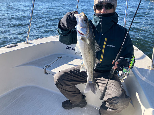 シーバス(スズキ)