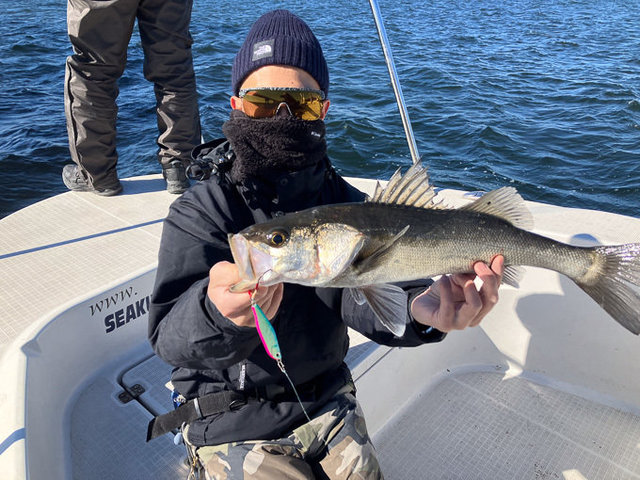 シーバス(スズキ)