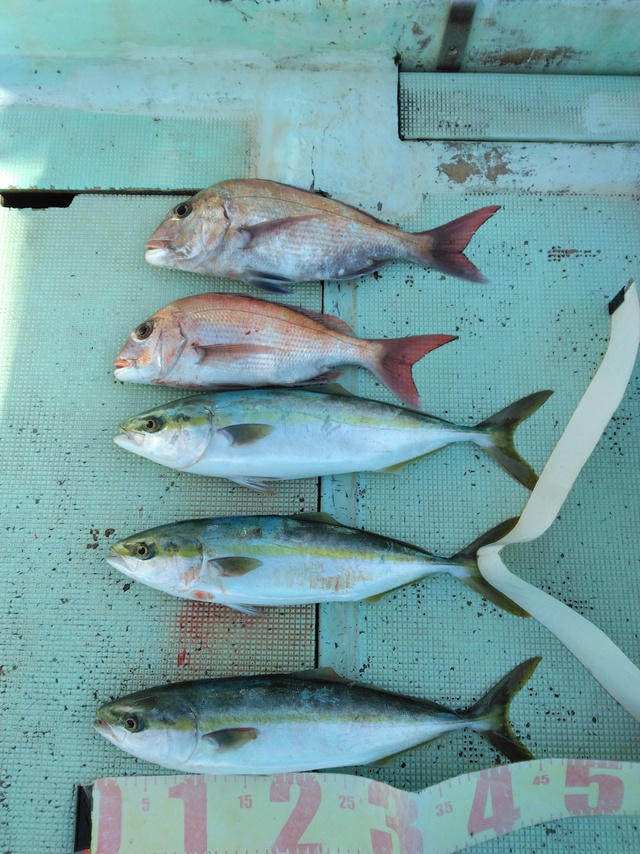 マダイ・ツバス(ブリ)