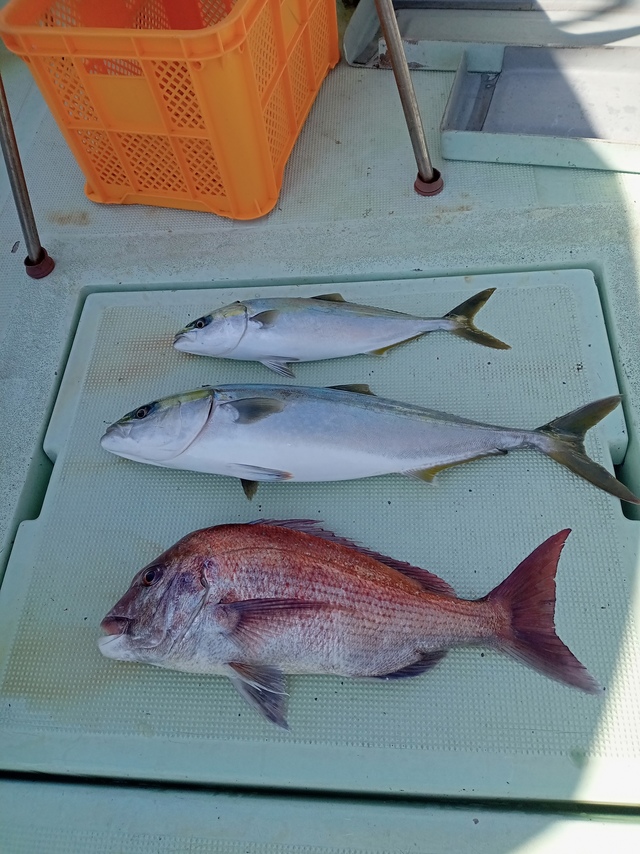 マダイ・ハマチ(ブリ)・メジロ(ブリ)