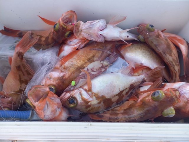 オキメバル(ウスメバル)