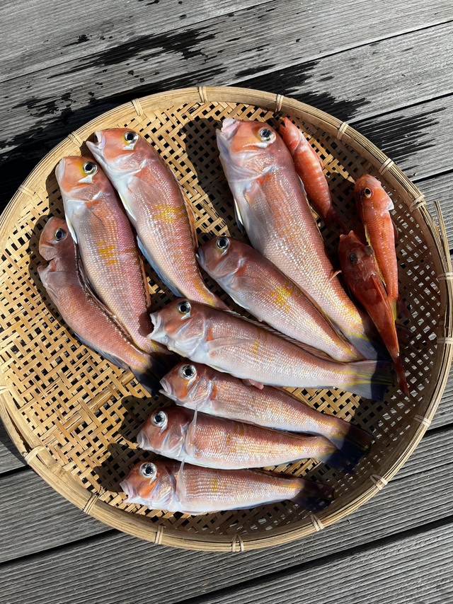 アマダイ(アカアマダイ)