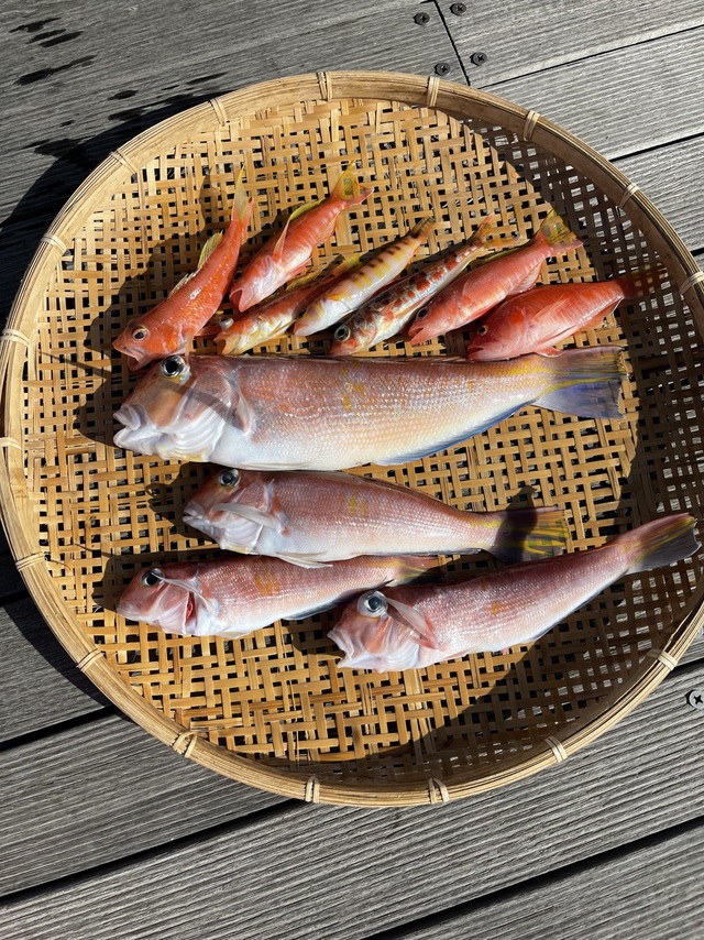 アマダイ(アカアマダイ)