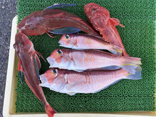 アマダイ(アカアマダイ)