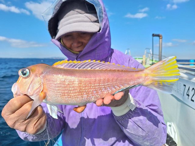 アマダイ(アカアマダイ)