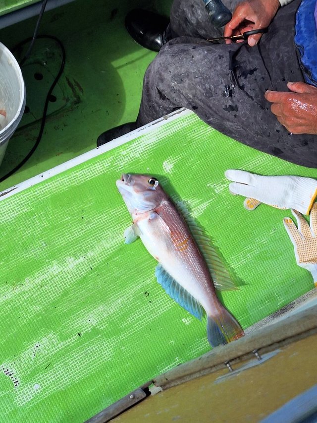 アマダイ(アカアマダイ)