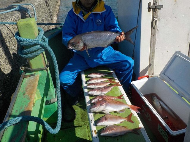 マダイ・メダイ