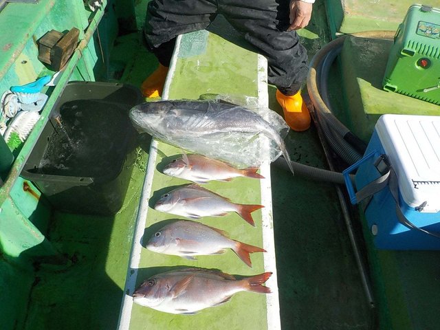 マダイ・メダイ