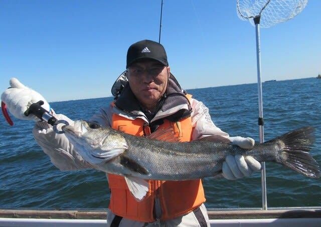 シーバス(スズキ)