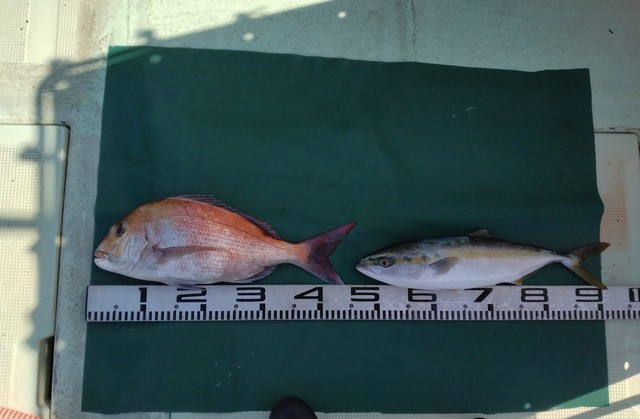 マダイ・ツバス(ブリ)