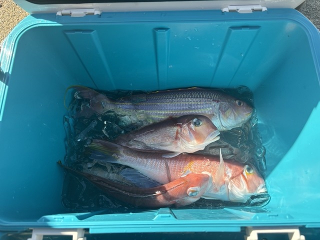 アマダイ(アカアマダイ)・イトヨリ(イトヨリダイ)