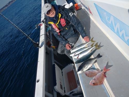 マダイ・クロダイ・イナダ(ブリ)