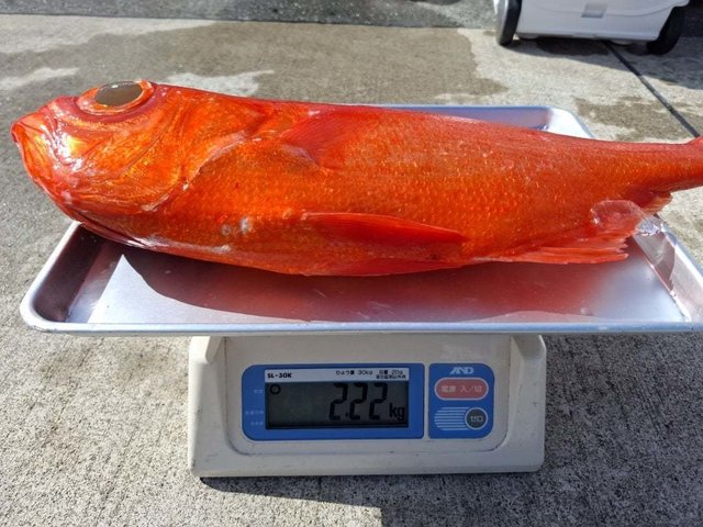 キンメ(キンメダイ)