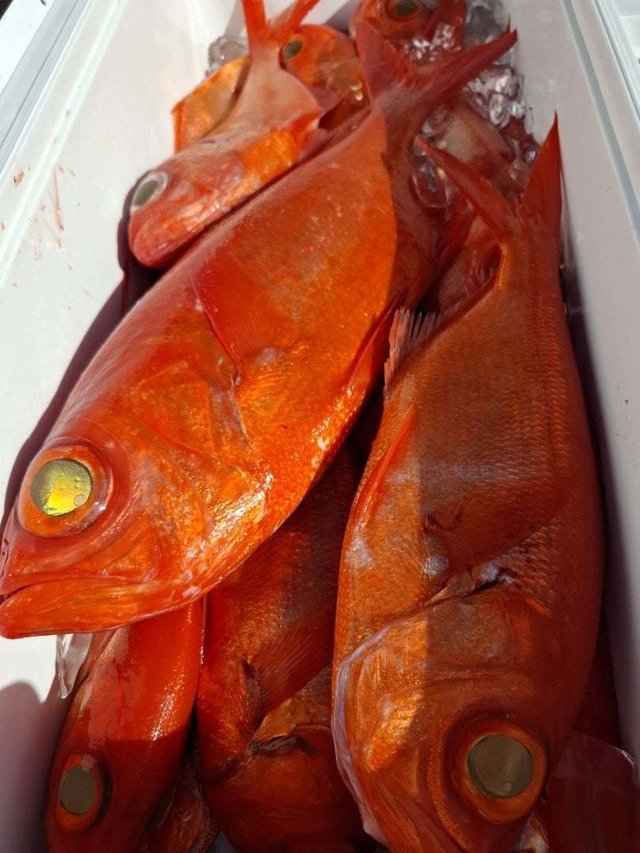 キンメ(キンメダイ)