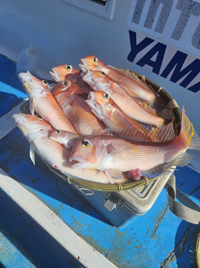 アマダイ(アカアマダイ)