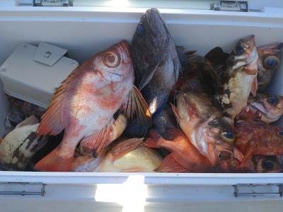 キントキ(チカメキントキ)・ソイ(クロソイ)・カサゴ・クロメバル(メバル)・アカメバル(メバル)