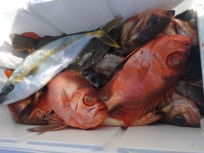 ヒラマサ・キントキ(チカメキントキ)・クロメバル(メバル)・ヒラメ・アカメバル(メバル)