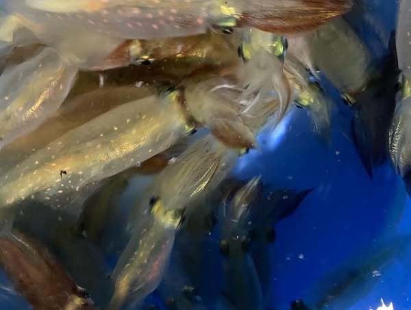 マルイカ(ケンサキイカ)