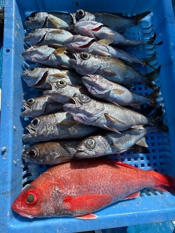 クロムツ・アカムツ・シロムツ(オオメハタ)