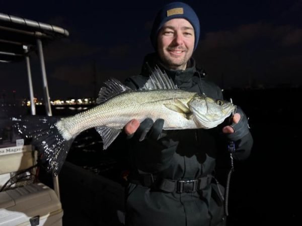 シーバス(スズキ)