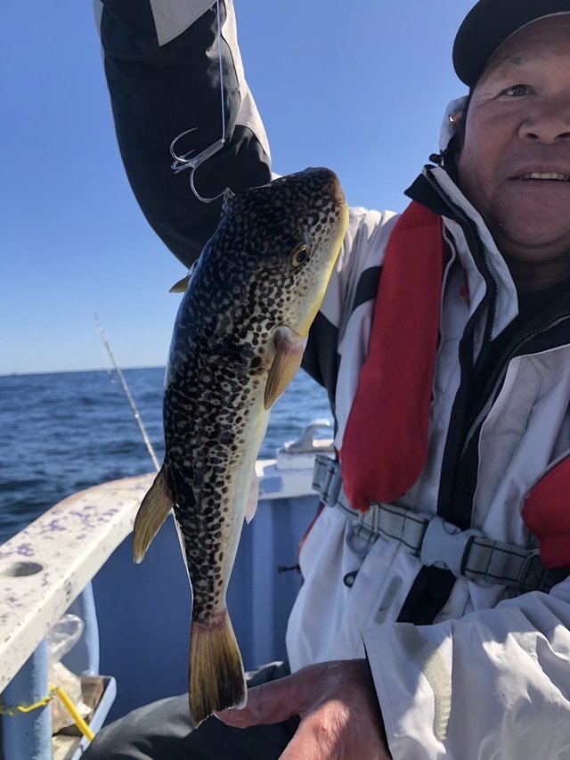 ショウサイフグ