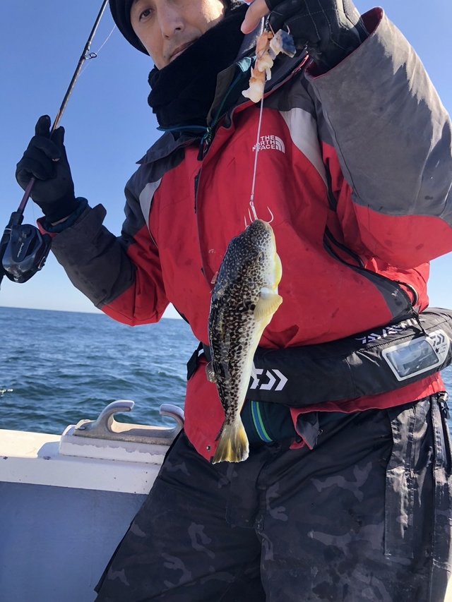 ショウサイフグ