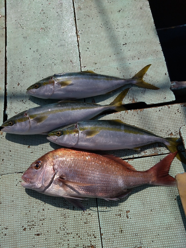 タイ(マダイ)・ハマチ(ブリ)