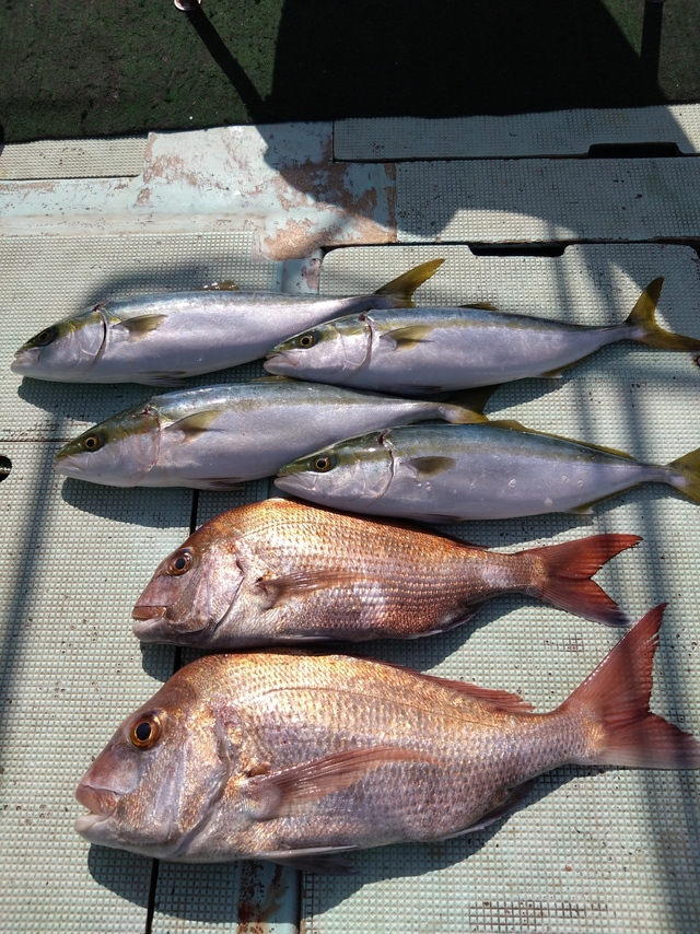 タイ(マダイ)・ハマチ(ブリ)