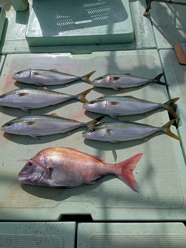 マダイ・ツバス(ブリ)