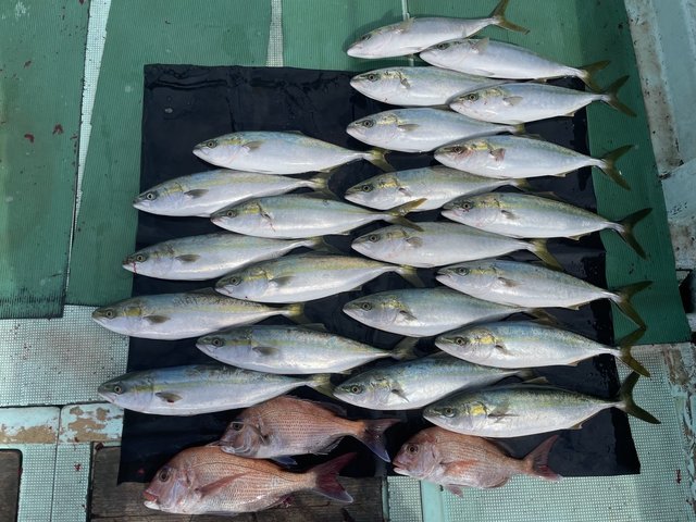 マダイ・ハマチ(ブリ)