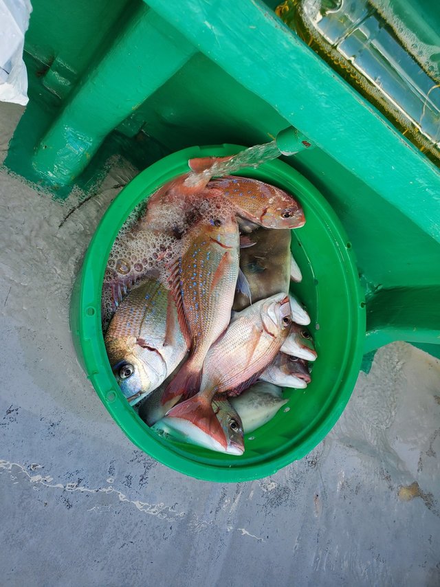 ハナダイ(チダイ)