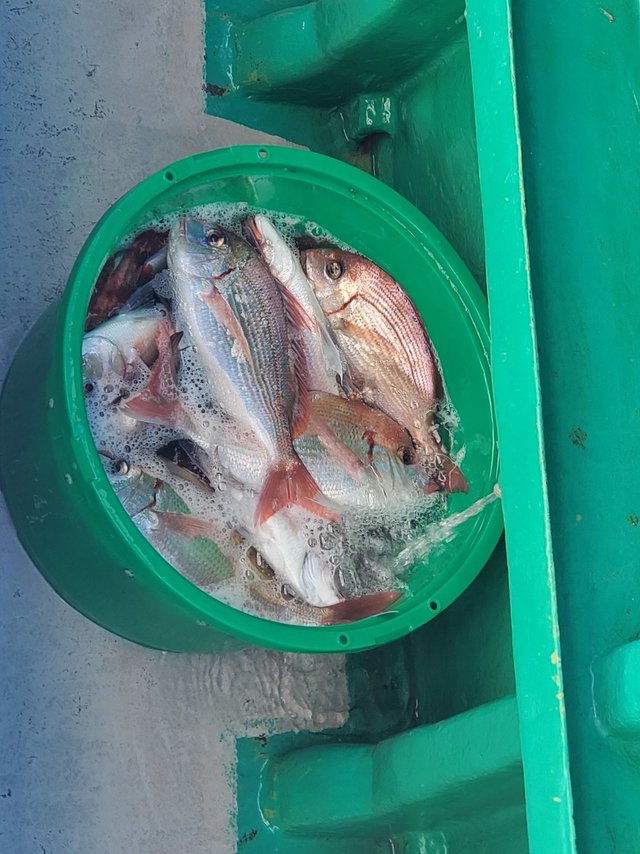 ハナダイ(チダイ)