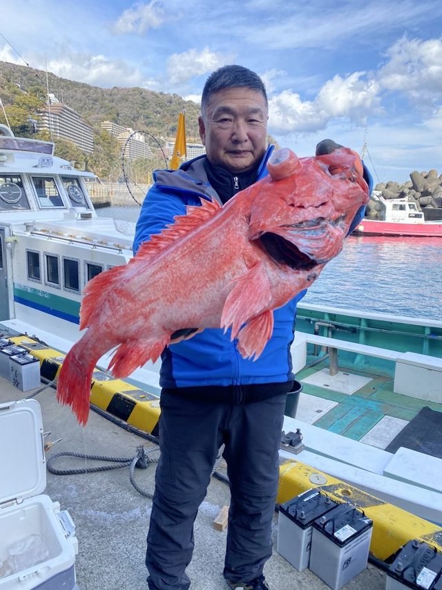 ベニアコウ(オオサガ)