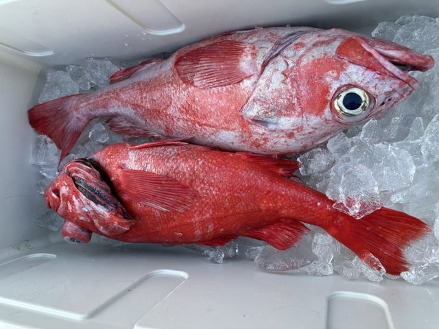 ベニアコウ(オオサガ)