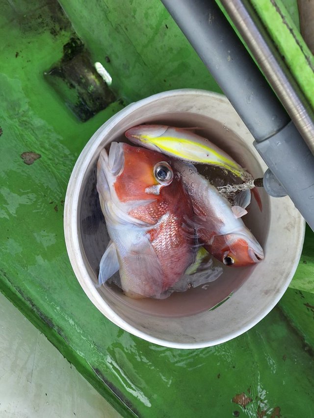 アマダイ(アカアマダイ)