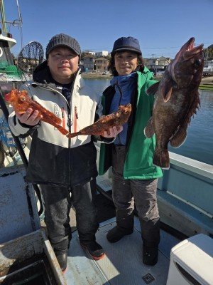 マハタ・カンコ(ウッカリカサゴ)